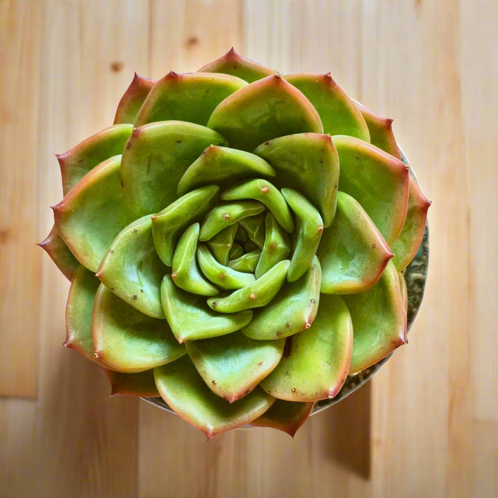 "Succulent Rustica Ceramic – Echeveria Chihuahua as a thoughtful gift for plant lovers.