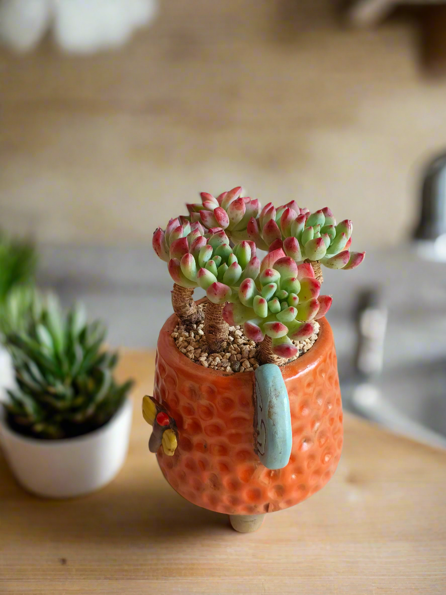 Succulent Enchanted Garden Dragonfly Planter – Sedeveria 'Blue Elf'