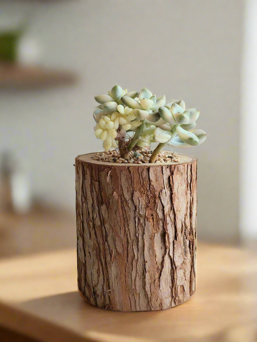 Succulent Natural Wood Pot - Graptoveria 'Titubans' & Echeveria Lenore Dean - SlowBloomGreens