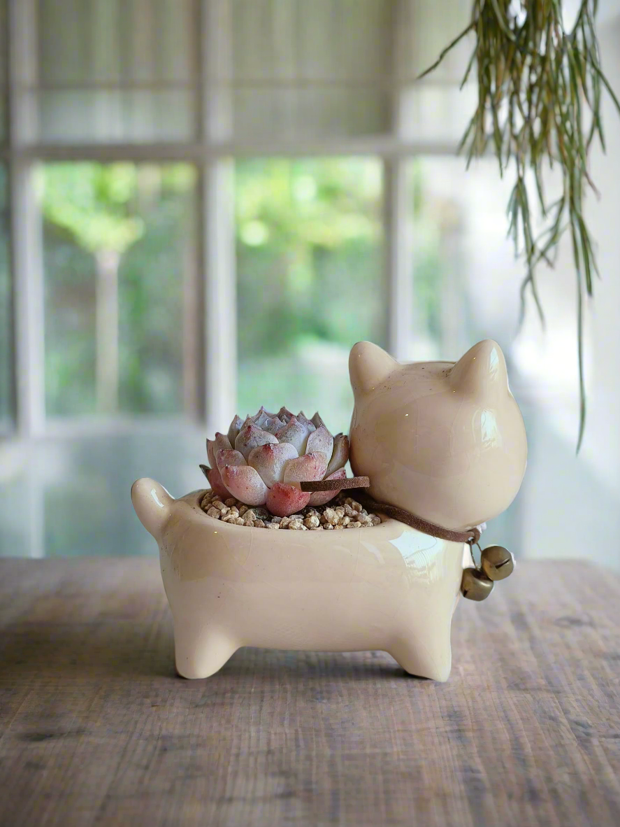 Succulent Puppy Shiba Inu - Echeveria Suryeon - SlowBloomGreens