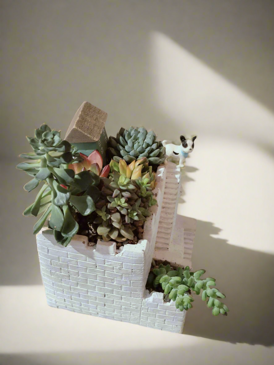 Succulent Sakura Blue - Sedum Lucidum - SlowBloomGreens