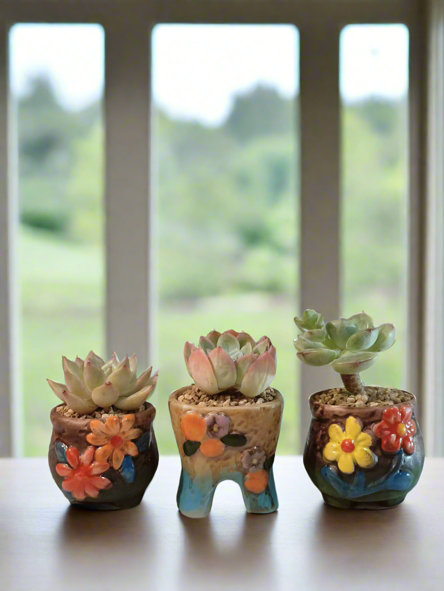 Succulent Floral Charm Trio – Echeveria 'Mont Blanc', 'Mexican Snowball', 'Agavoides'