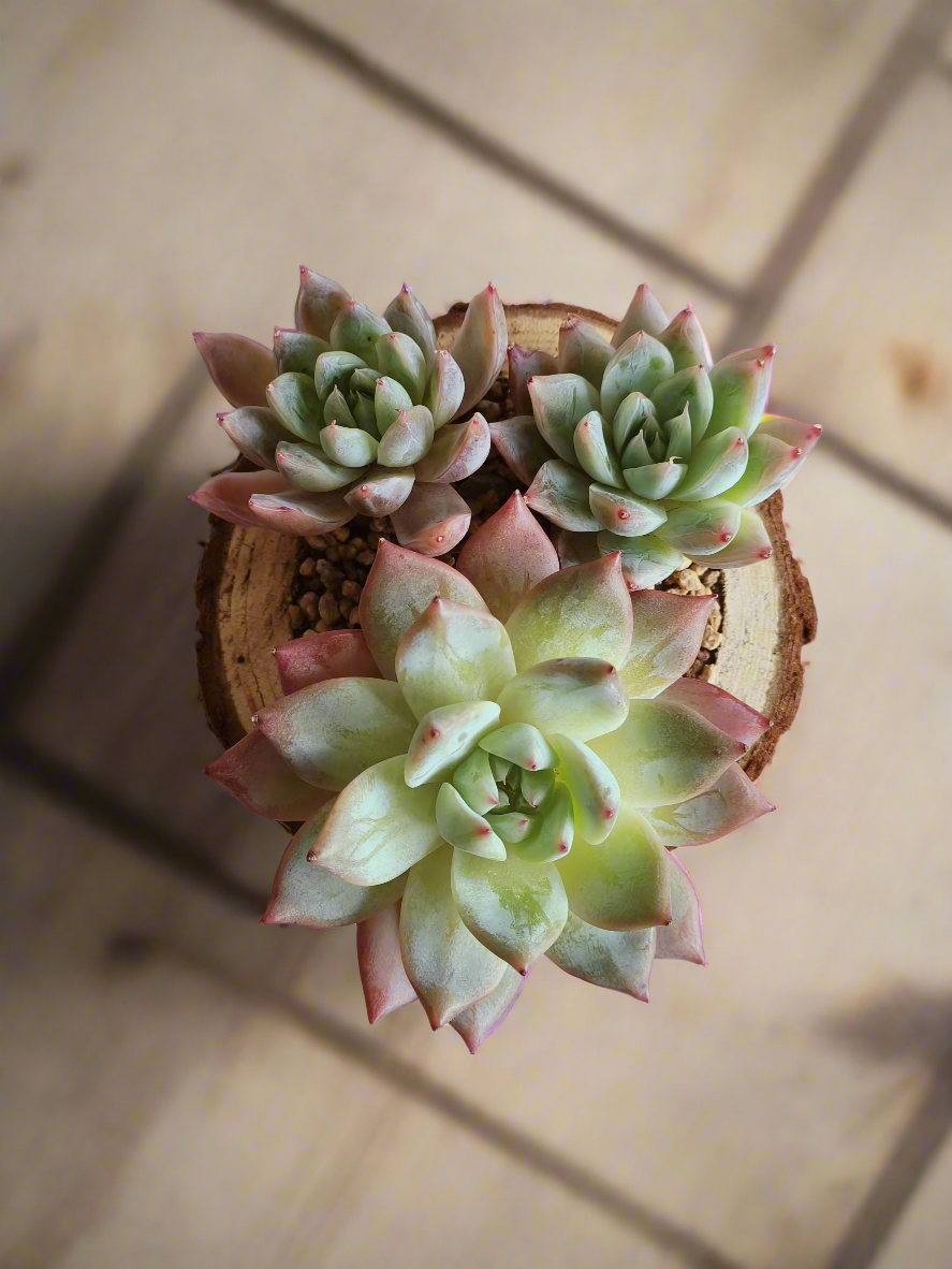 Succulent Natural Wood Pot - Echeveria Laui with 2 Echevaria'Blue Bird'