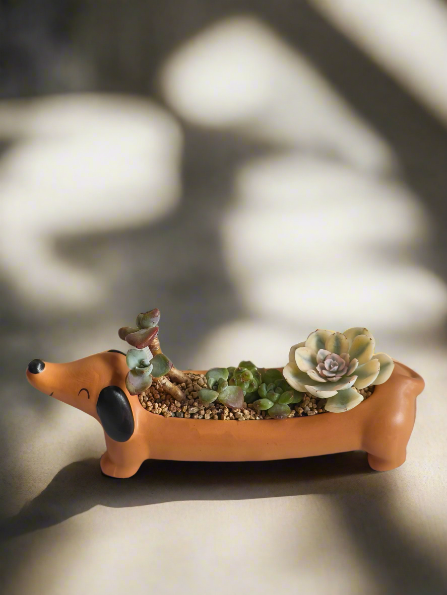 Succulent Daunchund Pot - Echeveria agavoides 'Akaihosi' & friends - SlowBloomGreens