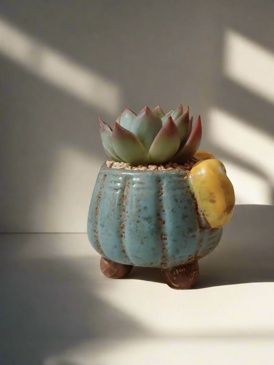 Succulent Ceramic Round Bow Blue – Echeveria 'Blue Bird' - SlowBloomGreens