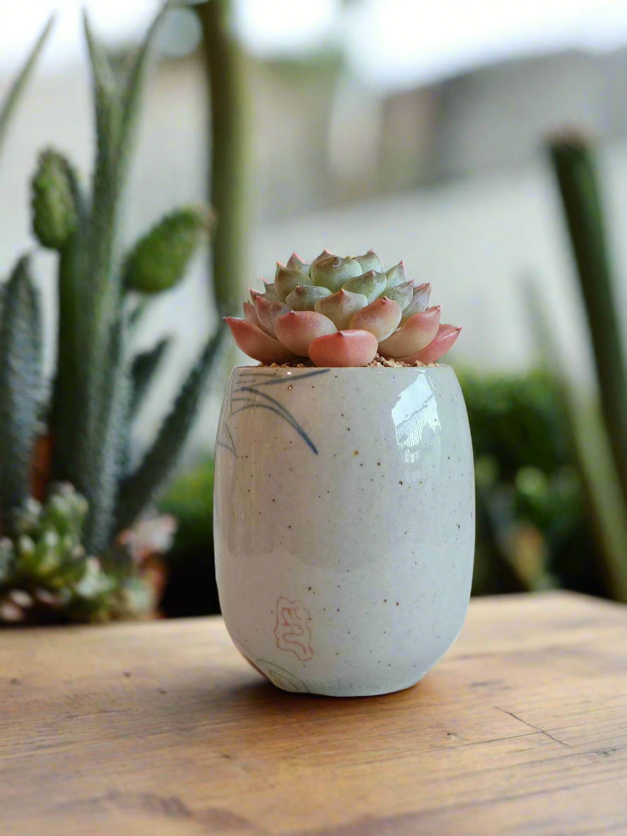 Succulent Koi Grace Pot - Echeveria ‘Violet Queen’