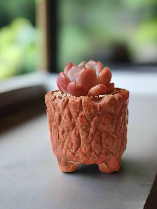 Succulent Rustica Ceramic Red – Echeveria Orange Monroe