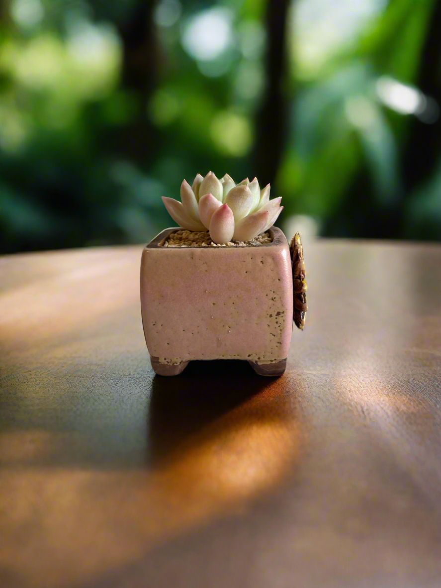 Succulent Ceramic Square Flowerpot Pastel Pink – Pachyphytum Cream Beauty - SlowBloomGreens