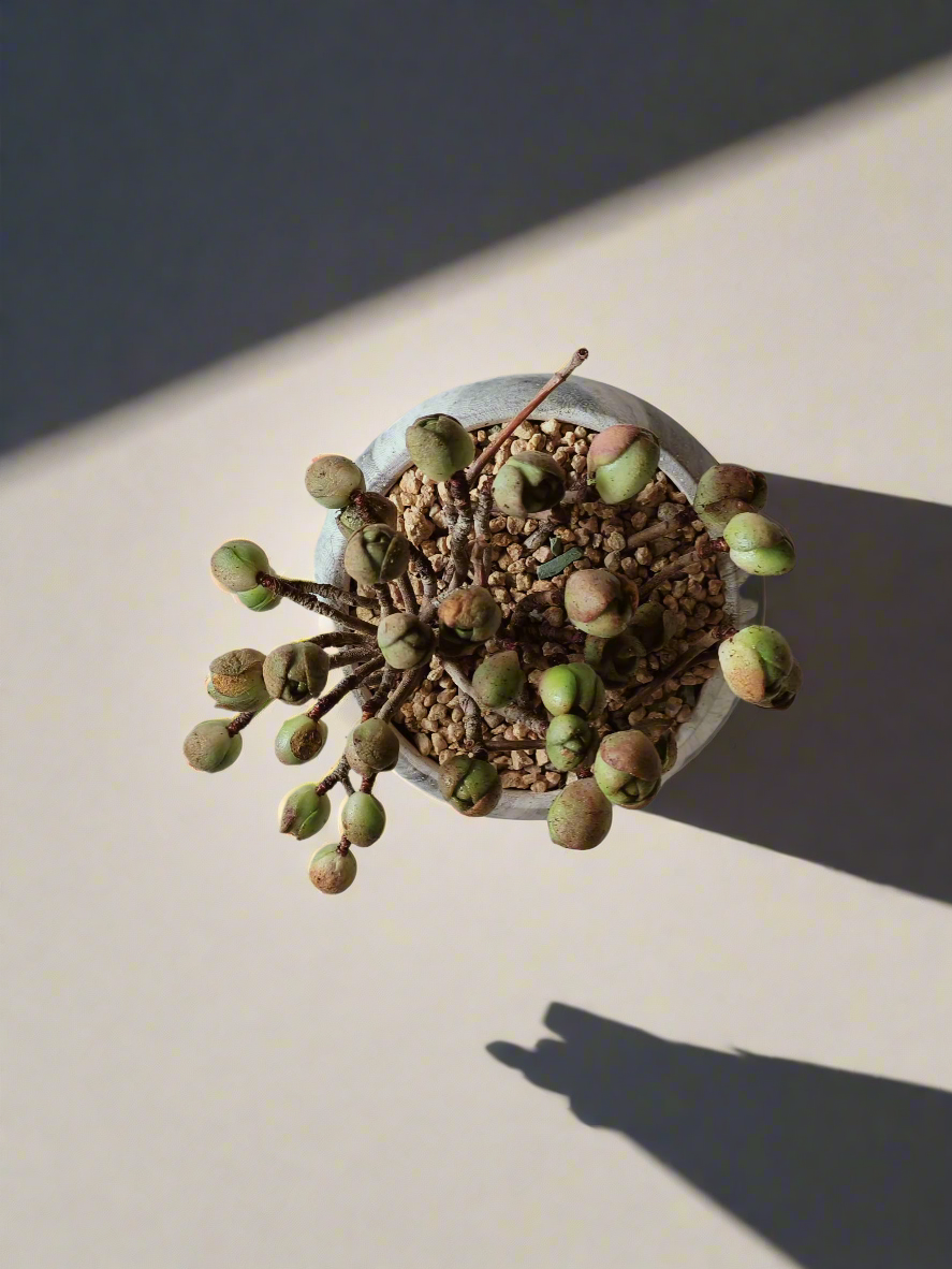 Succulent Elegant Round Grey - Aeonium 'Adodes' - SlowBloomGreens