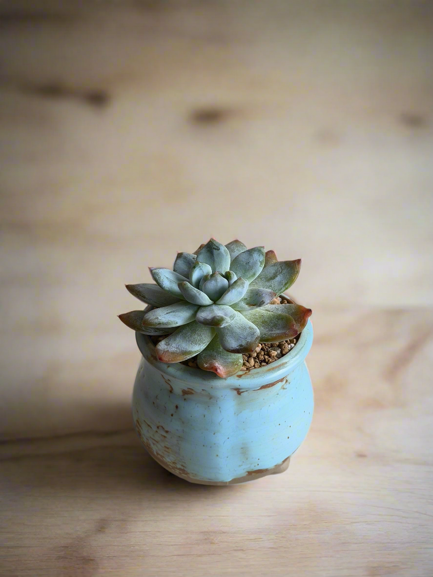 Succulent Rustic Serenity Pot – Echeveria 'Blue Bird'