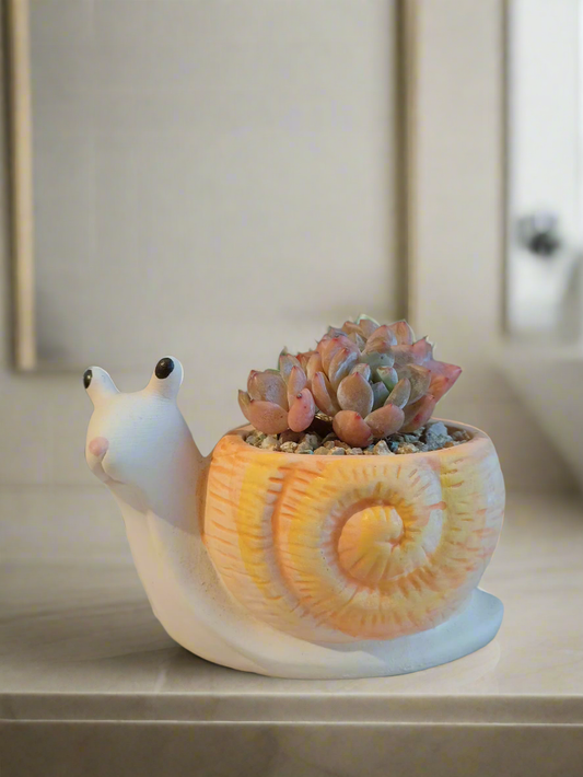 Succulent Snail Planter - Echeveria Orange Monroe with vibrant orange body.