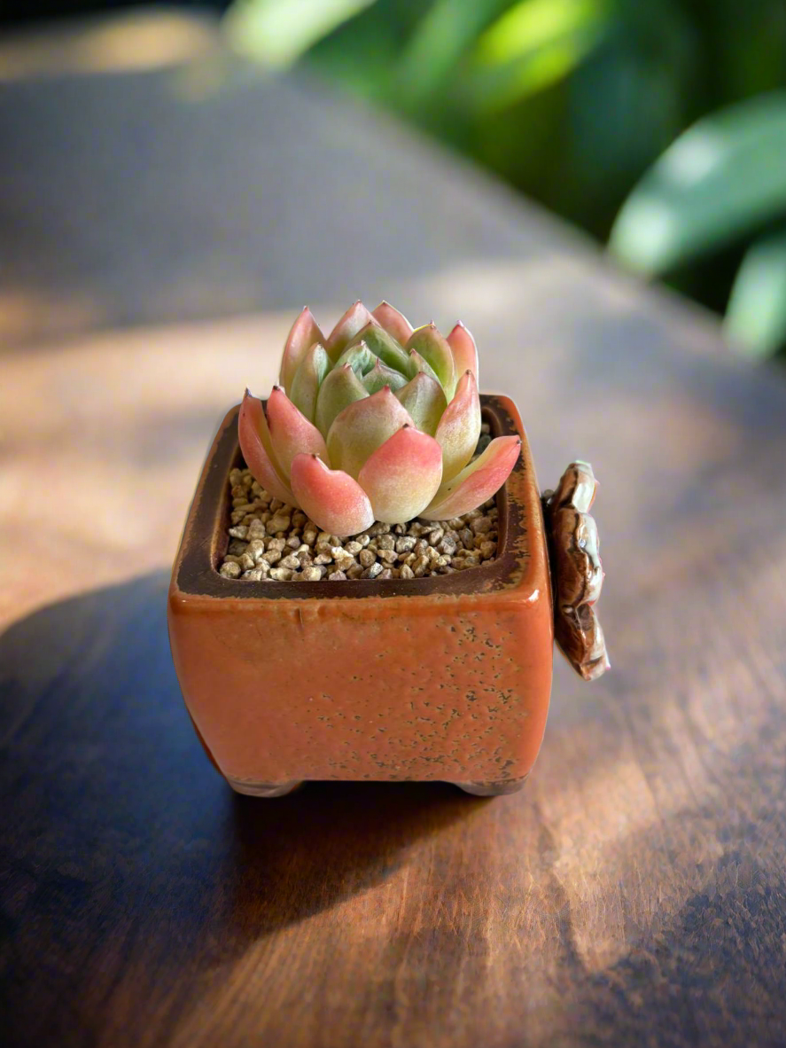 Succulent Ceramic Square Flowerpot Orange – Echeveria Suryeon