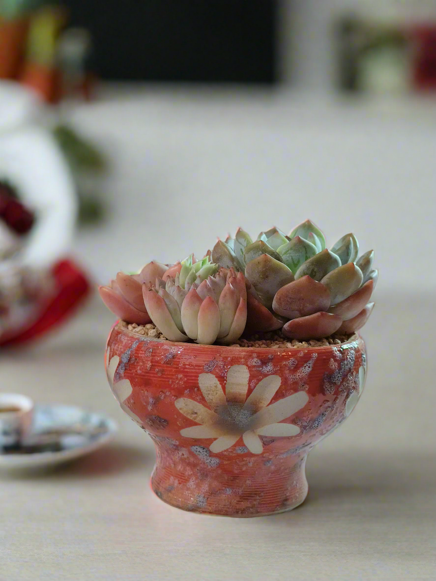 Succulent Moonlit Bloom Pot – Mottled Red with Echeveria Orange Monroe & Friends