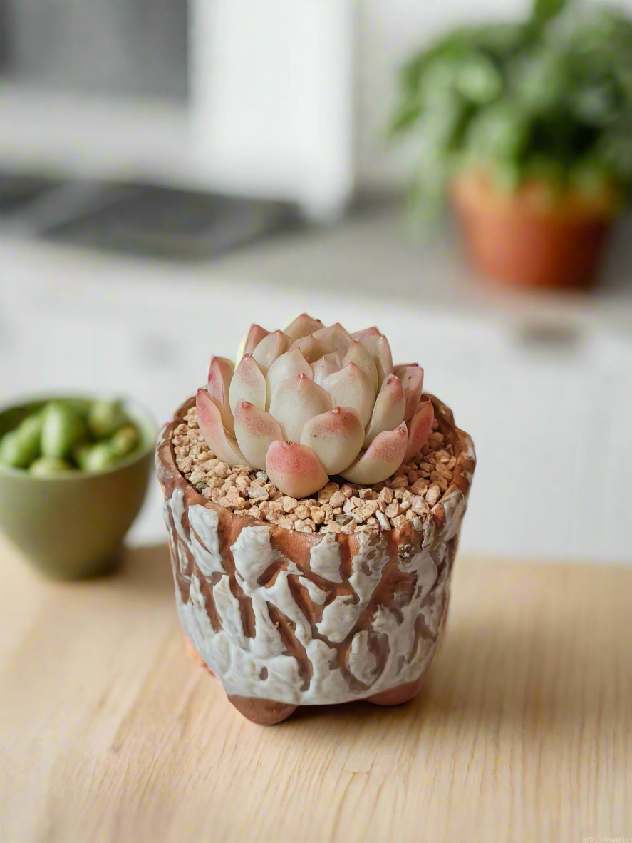 Succulent Rustica Ceramic White – Echeveria Raspberry Ice