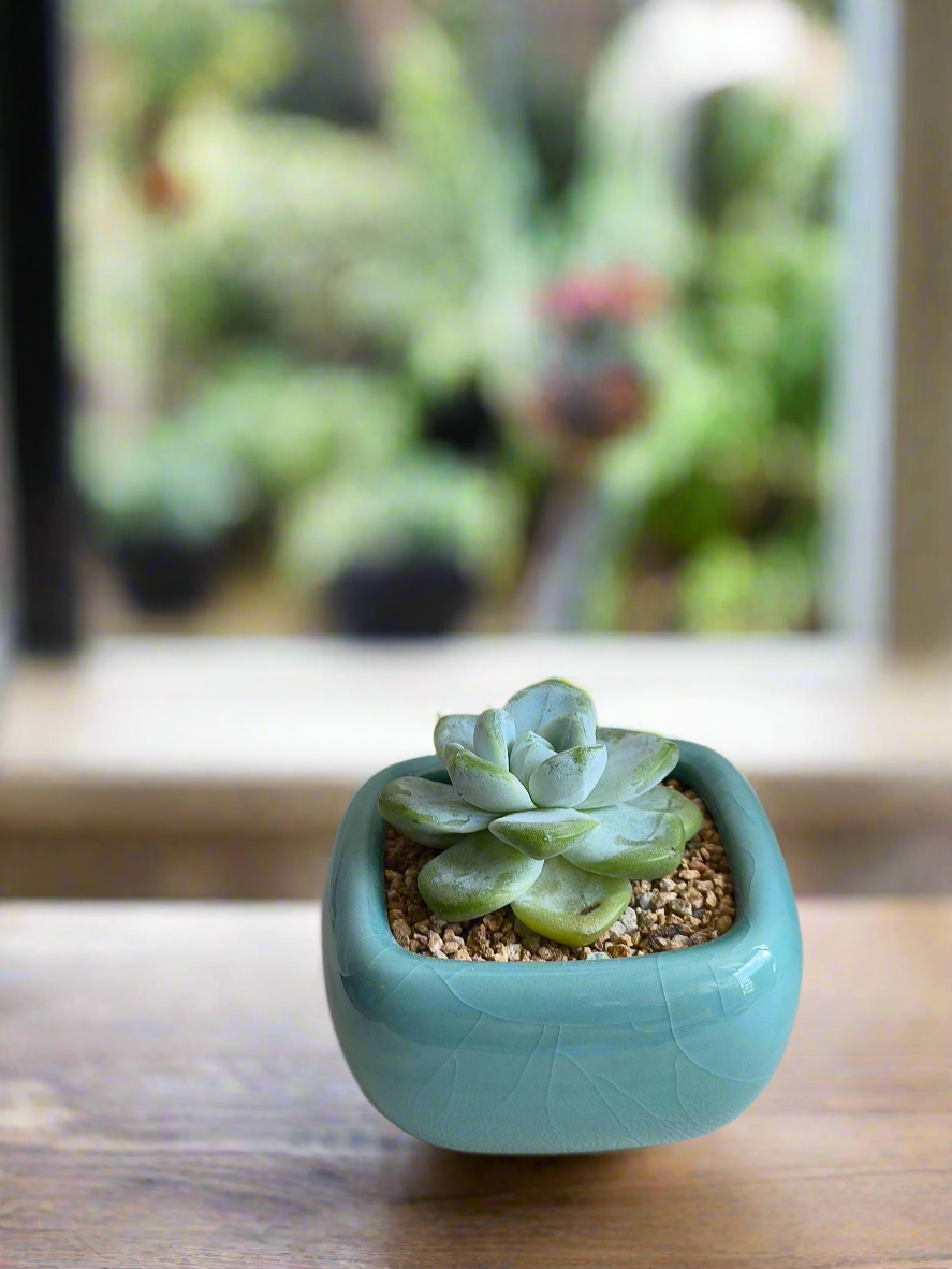 Succulent Zen Square Turquoise Pot – Echeveria Ice Green