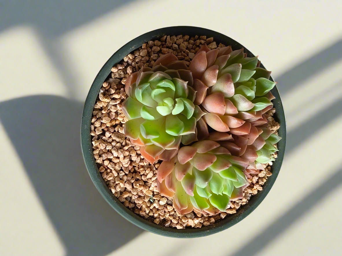 Succulent Rustica Garden – Echeveria Onslow