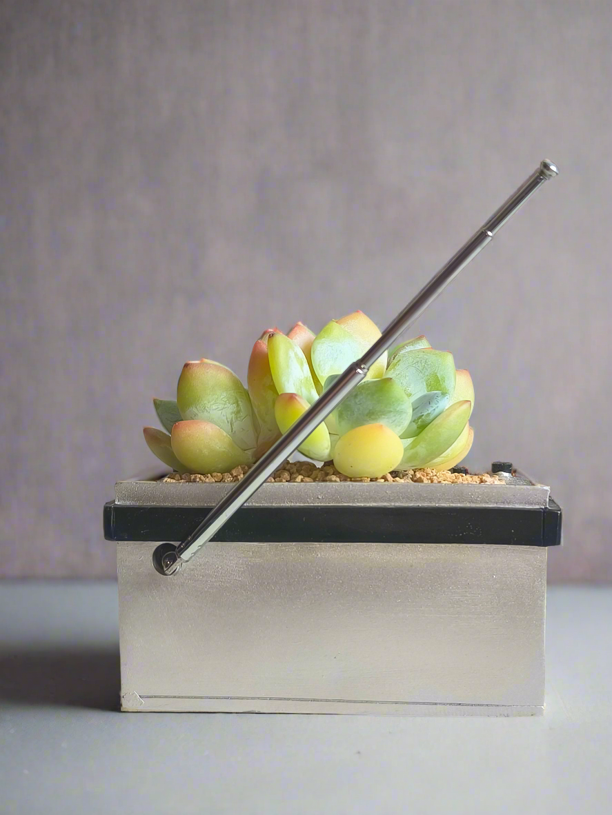 Succulent Retro Boombox – Echeveria Hybrid