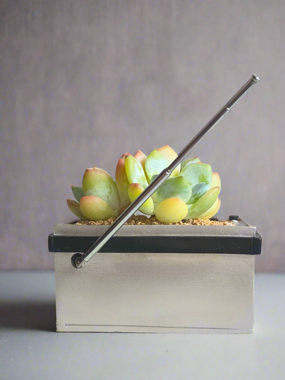 Succulent Retro Boombox – Echeveria Hybrid