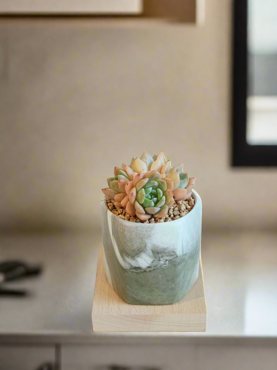 Succulent Radiant Octagon Green – Echevaria Suryeon - SlowBloomGreens