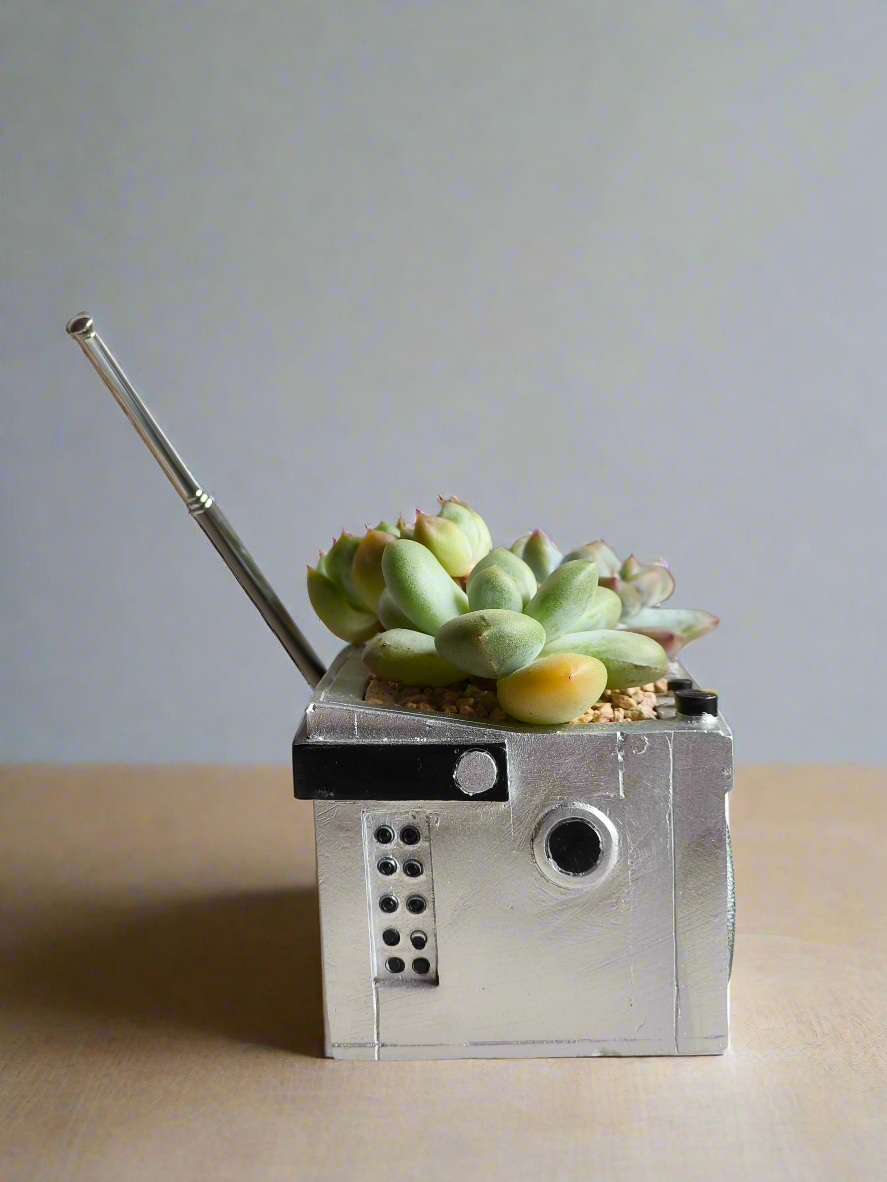 Succulent Retro Boombox – Pachyphytum Oviferum, Echeveria Bluebird & Echeveria Elegans 🎶✨