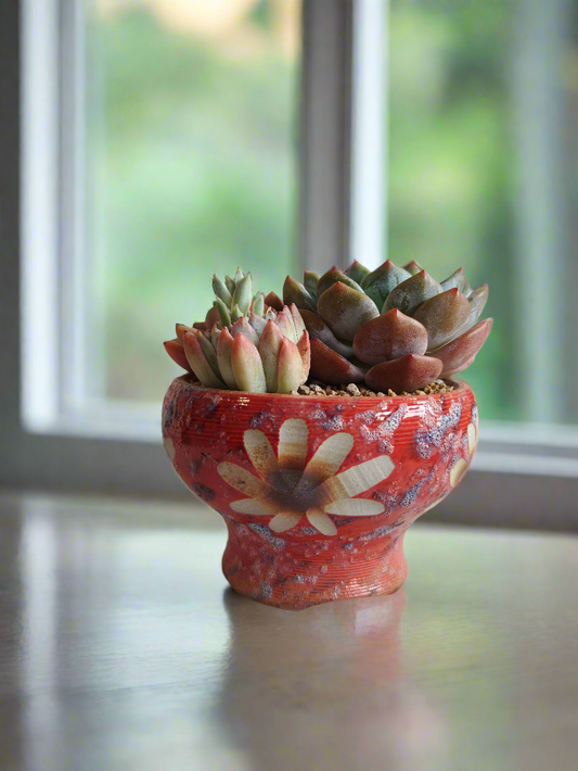 Succulent Moonlit Bloom Pot – Mottled Red with Echeveria Orange Monroe & Friends