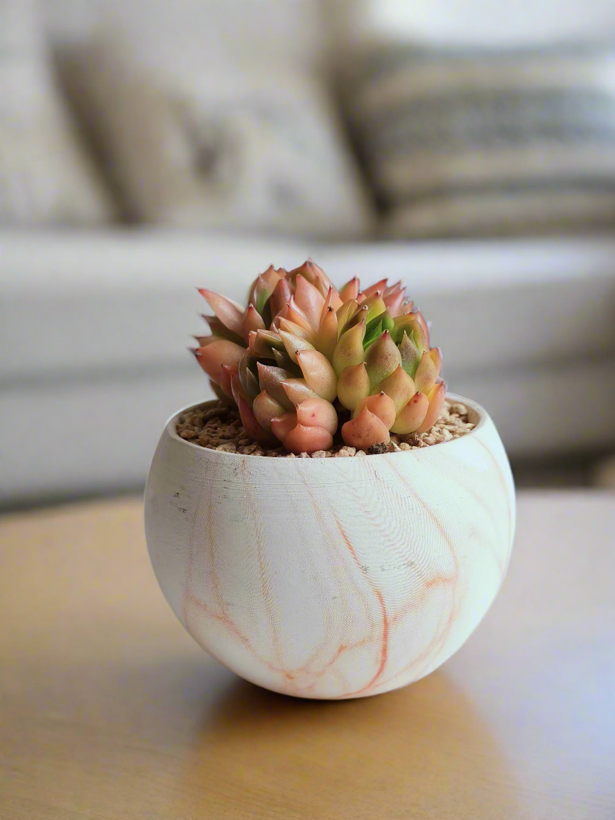 Echeveria Agavoides in the elegant round orange pot, perfect for modern decor.