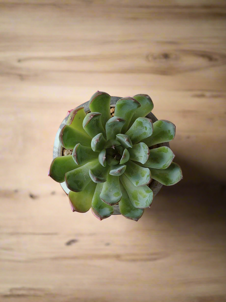 Succulent Elegant Round Dark Grey – Echevaria Pulidonis