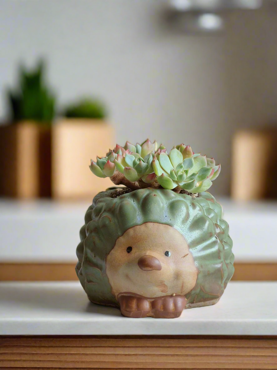 Delightful arrangement of Echeveria Elegans in hedgehog pot