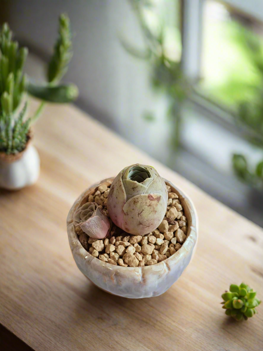 Succulent Lilac Ombre Rustic Planter – Egg Mountain Rose - SlowBloomGreens