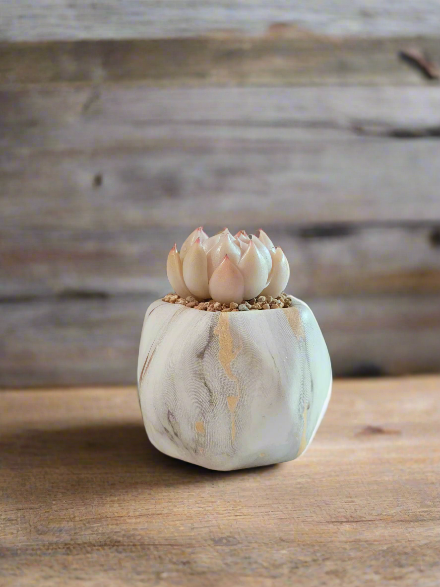 Succulent Mini Octagon Gold - Echeveria White Queen - SlowBloomGreens