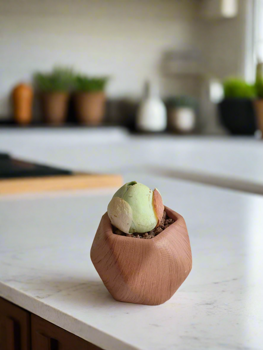 Eye-catching display of Mountain Rose 'Greenovia' in woodgrain pot