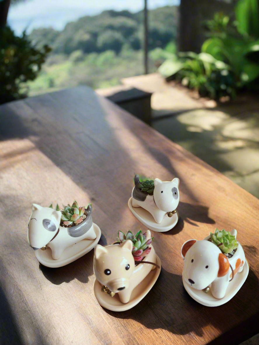 Succulent Puppy - Terrier & Shiba Gift Favors