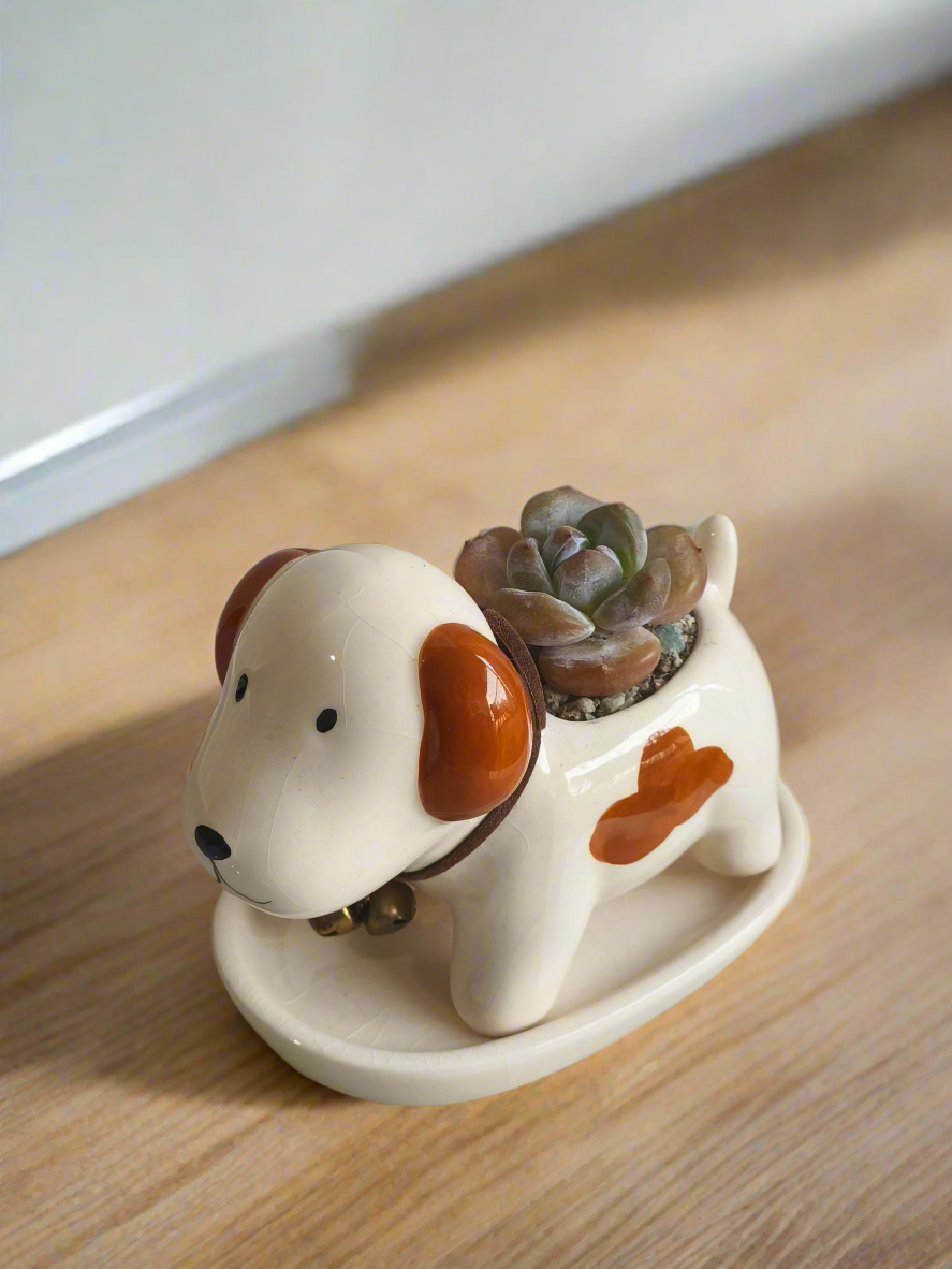 Succulent Puppy Jack Russell Terrier Planter - Echeveria Ice Green