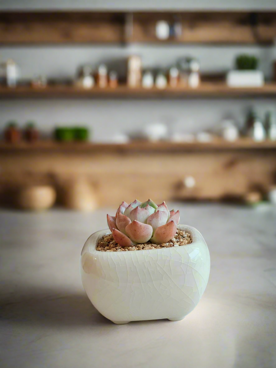 Succulent Zen Square Cream Pot – Echeveria Suryeon