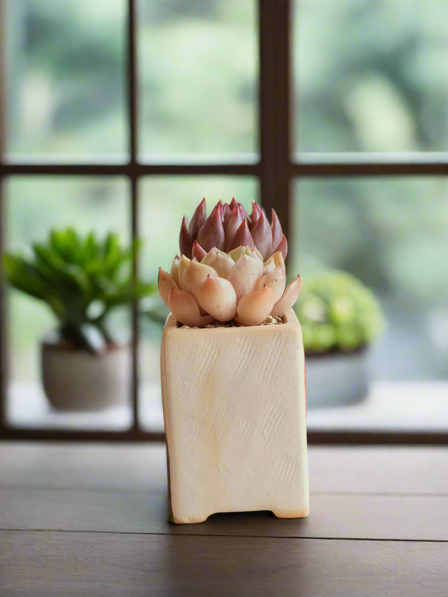 Succulent Heart Duo: The Perfect Gift of Love and Growth - Echeveria Agavoides & Elegans - SlowBloomGreens