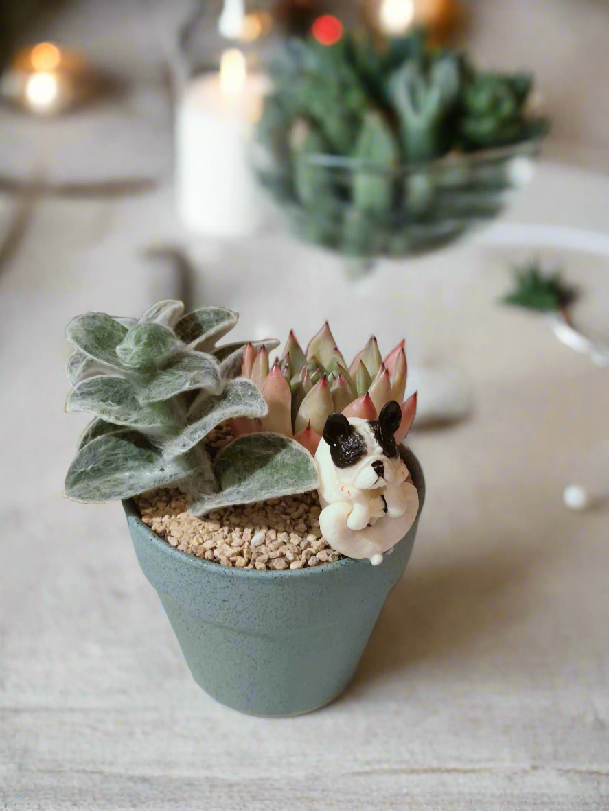 Succulent Speckled Terracotta Blue Yoga Bulldog - Echeveria White Mexican Rose & White Velvet - SlowBloomGreens