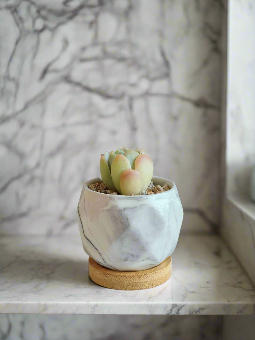 Close-up of the Succulent Petite Bliss Grey - Echeveria Suryeon with refined rosettes.