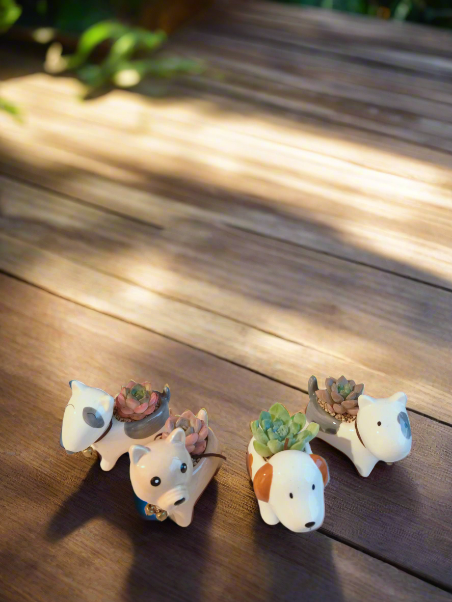 Succulent Puppy Bull Terrier - Echeveria Suryeon - SlowBloomGreens