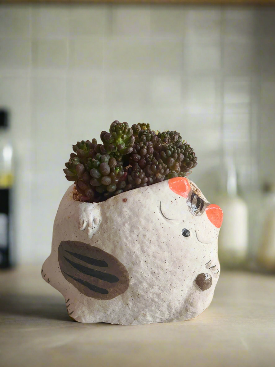 Succulent Sleeping Beauty Cat Planter - Sedum Rubrotinctum 'Redberry' - SlowBloomGreens