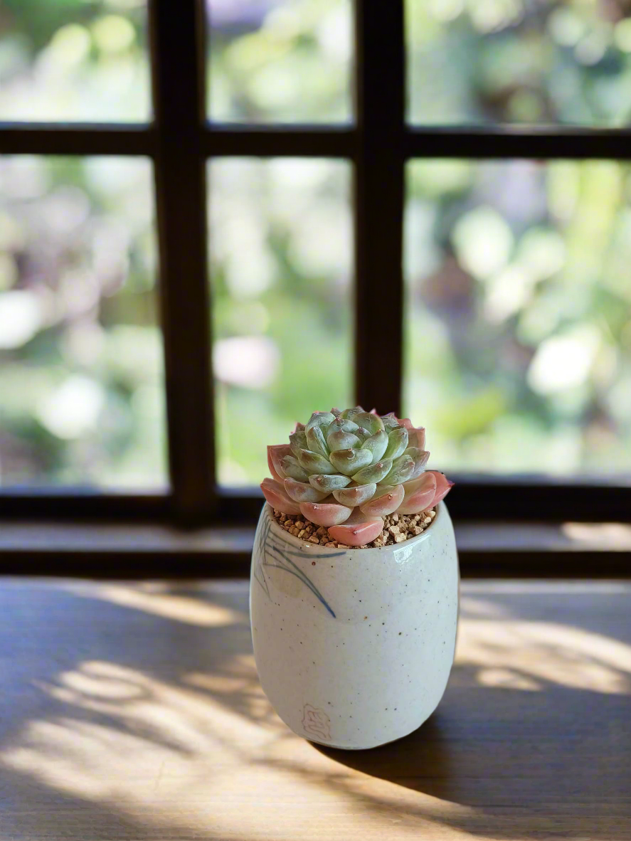 Succulent Koi Grace Pot - Echeveria ‘Violet Queen’