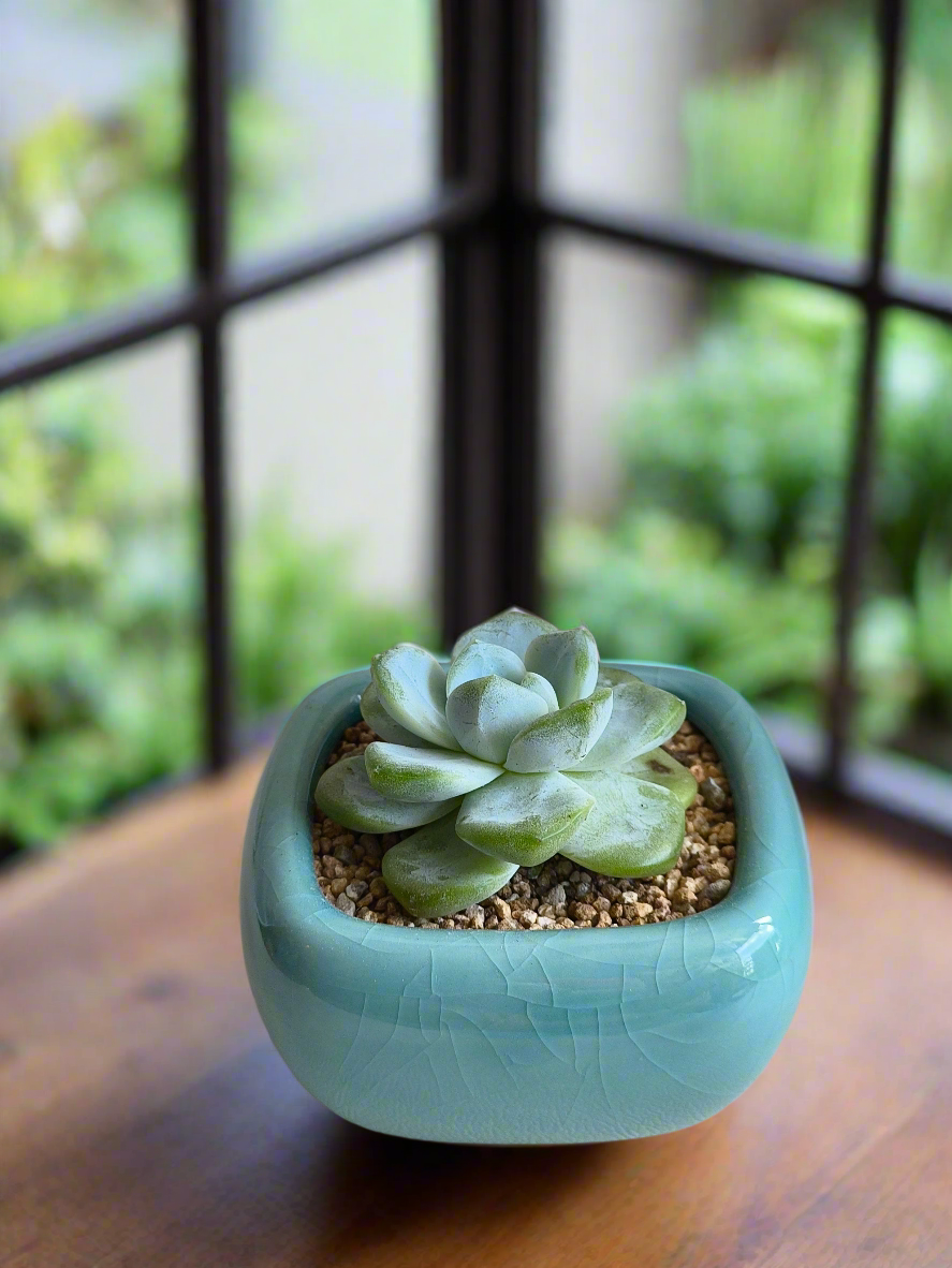 Succulent Zen Square Turquoise Pot – Echeveria Ice Green