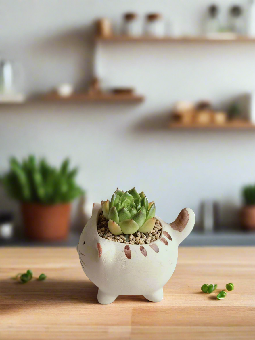 Detailed view of the Succulent Cat Planter - Echeveria Agavoides displaying its unique design.