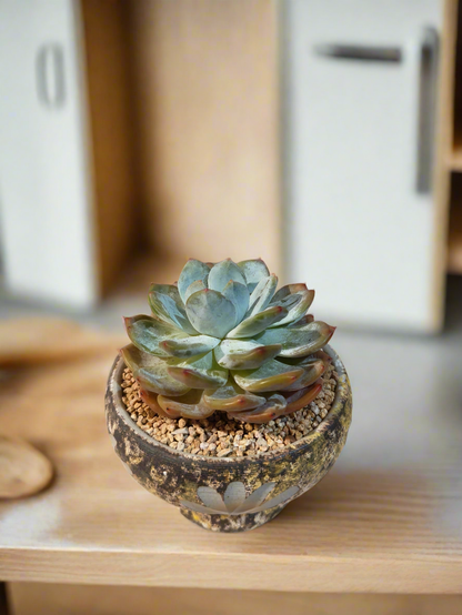 Succulent Moonlit Bloom Pot – Desert Gold with Echeveria Orange Monroe - SlowBloomGreens