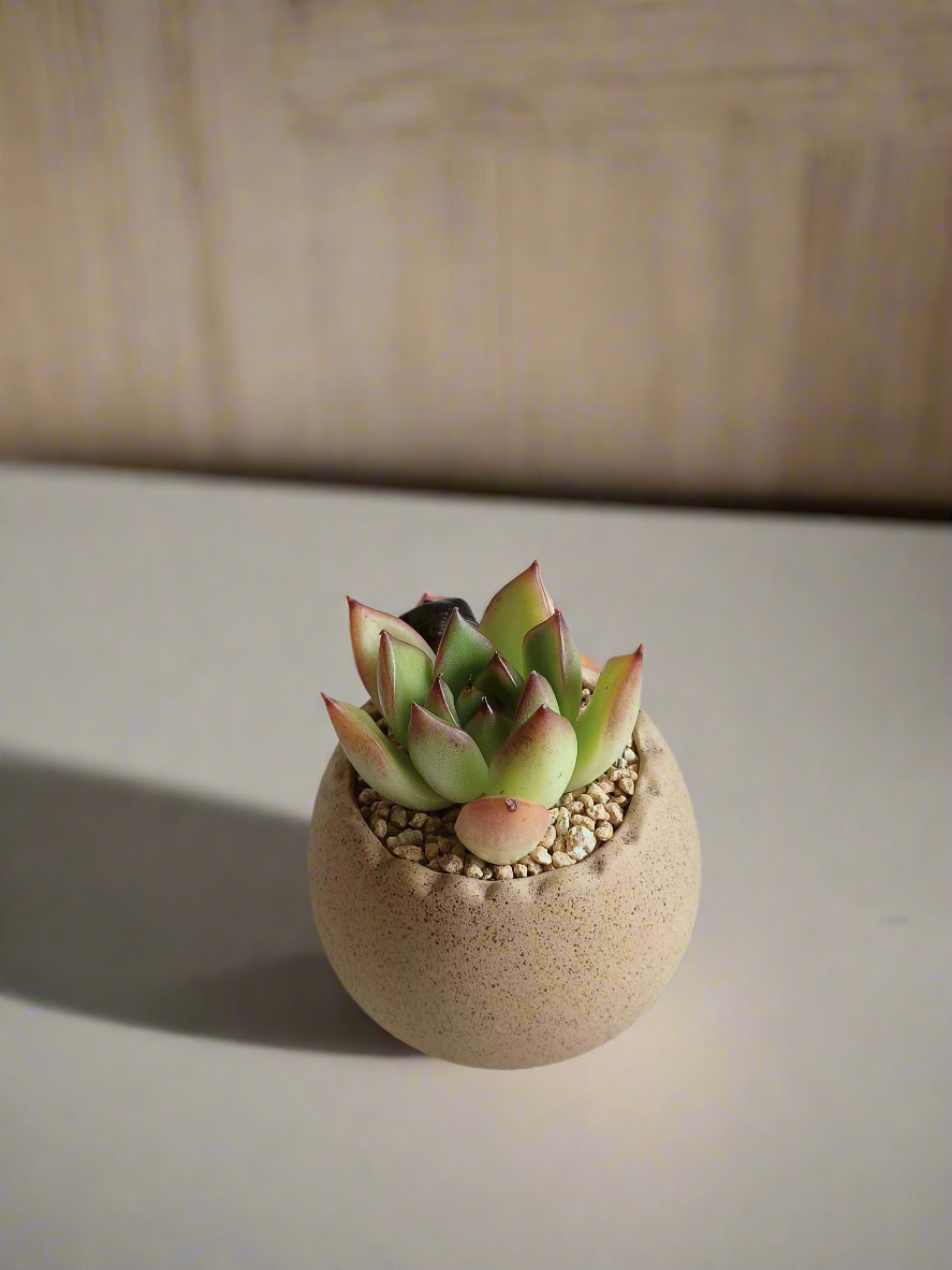 Gift-ready Succulent Egg Terracotta Pot Khaki showcasing Echeveria Agavoides 'Lipstick'.