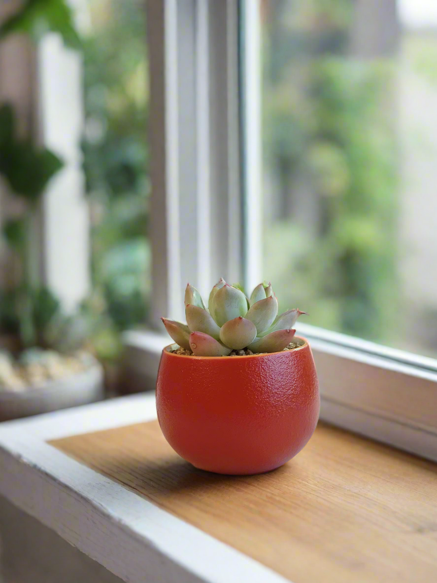 Succulent Auspicious Grace Pot - Echeveria Agavoides