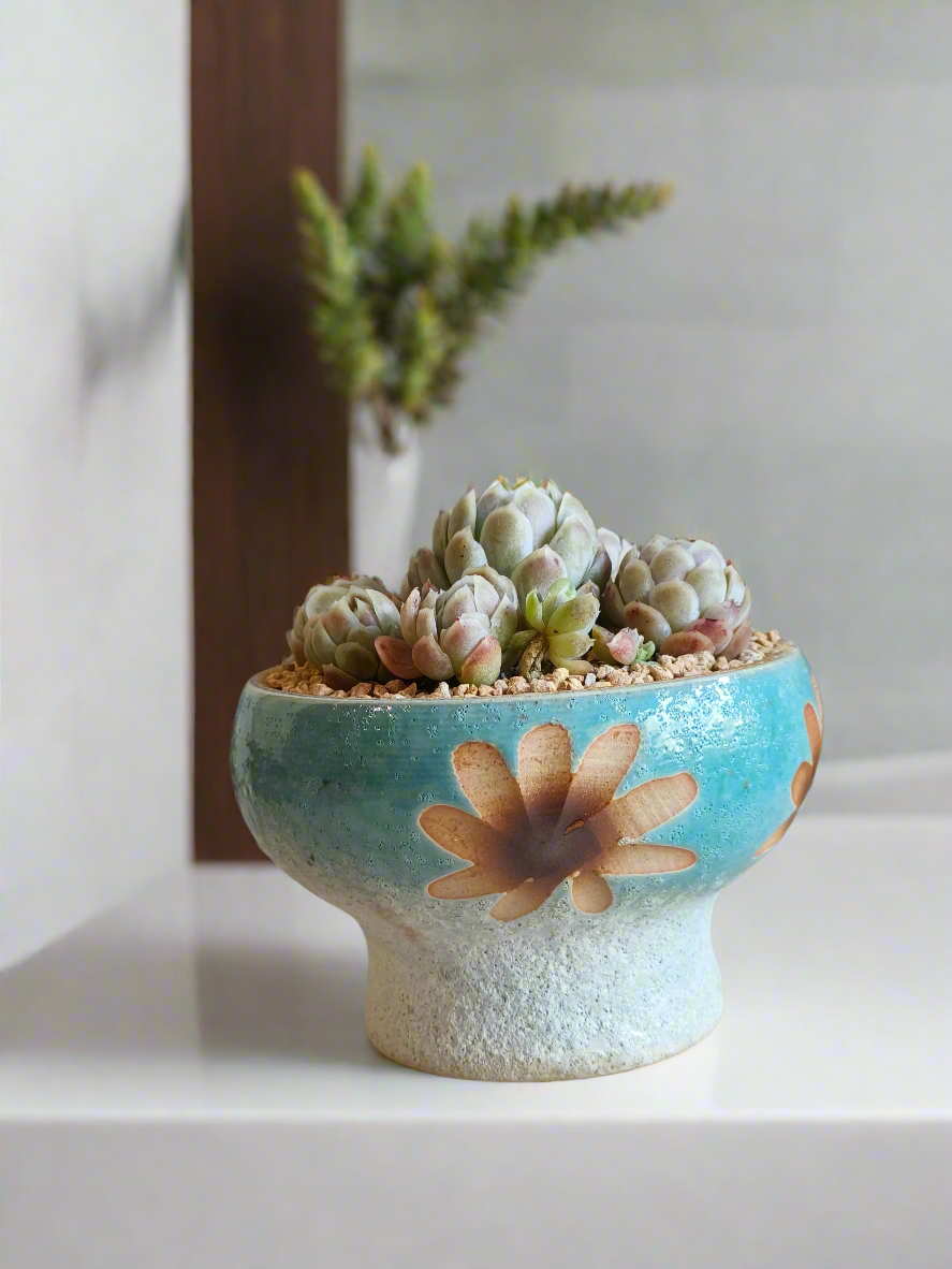 Succulent Moonlit Bloom Pot – Skyward Blue with Echeveria Elegans 'Raspberry Ice' - SlowBloomGreens