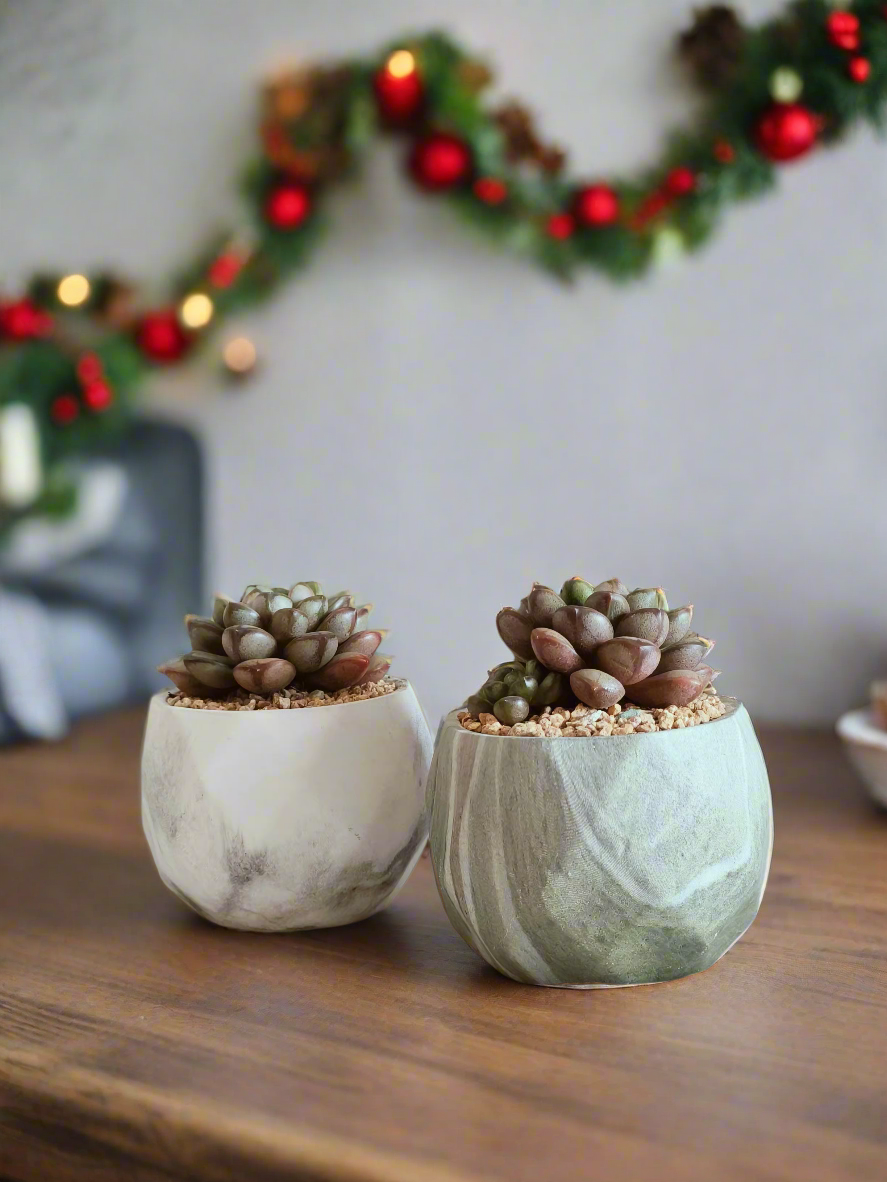 Succulent Classic Marble Green Pot – Graptoveria 'Amethorum' in Marble Pot - SlowBloomGreens