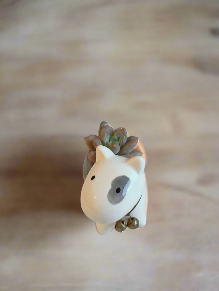 Whimsical Graptoveria Opalina in a charming dog-shaped pot