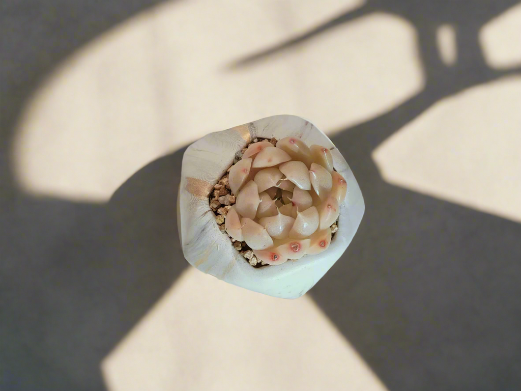 Succulent Mini Octagon Gold - Echeveria White Queen - SlowBloomGreens