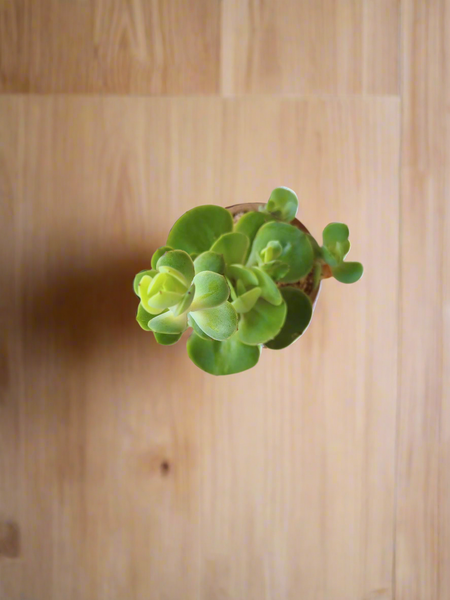 Succulent Speckled Terracotta Pot showcased with other houseplants.